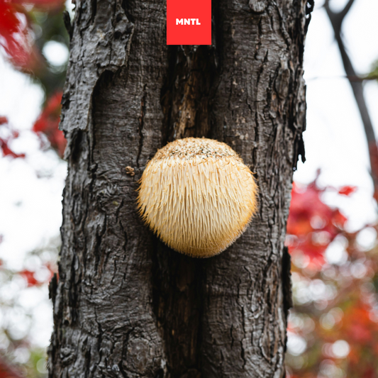 Die Vorteile von Lion’s Mane (Hericium erinaceus) – Ein Schatz der Natur